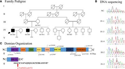 Frontiers | A Novel Frameshift Mutation In DNAH6 Associated With Male ...